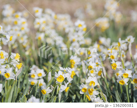 三浦半島の早春の名物水仙ロード 136200381