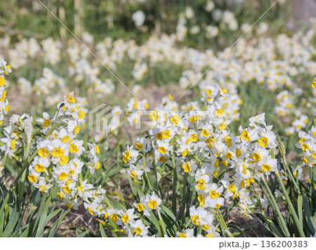 三浦半島の早春の名物水仙ロード 136200383