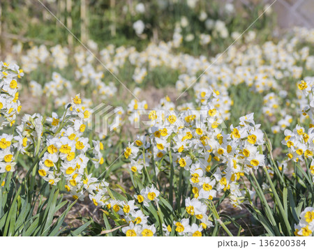 三浦半島の早春の名物水仙ロード 136200384