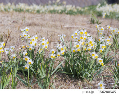 三浦半島の早春の名物水仙ロード 三浦半島の早春の名物水仙ロード 136200385