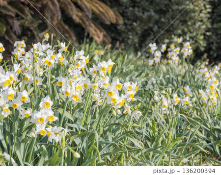 三浦半島の早春の名物水仙ロード 136200394