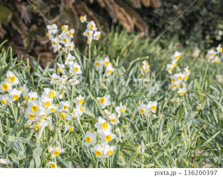 三浦半島の早春の名物水仙ロード 136200397