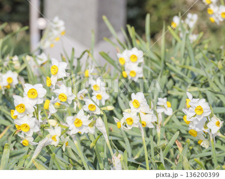 三浦半島の早春の名物水仙ロード 136200399