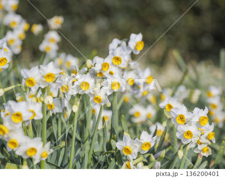 三浦半島の早春の名物水仙ロード 136200401