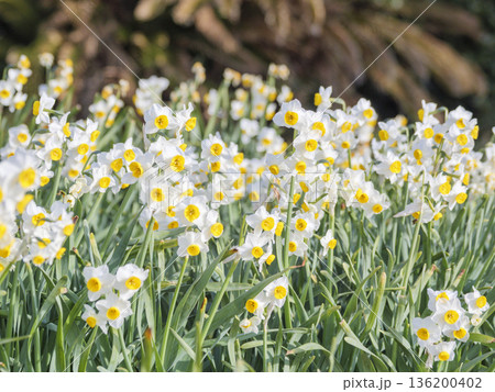 三浦半島の早春の名物水仙ロード 136200402