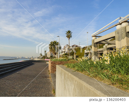 三浦半島の早春の名物水仙ロード 136200403