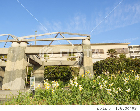 三浦半島の早春の名物水仙ロード 136200405