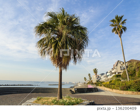 三浦半島の早春の名物水仙ロード 三浦半島の早春の名物水仙ロード 136200409