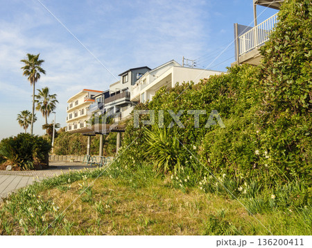 三浦半島の早春の名物水仙ロード 136200411