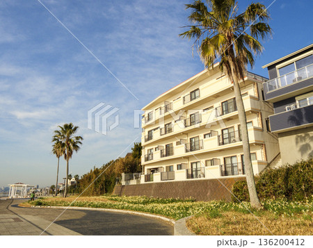 三浦半島の早春の名物水仙ロード 136200412