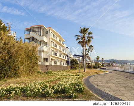 三浦半島の早春の名物水仙ロード 三浦半島の早春の名物水仙ロード 136200413