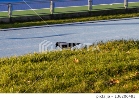 Hooded crow actively foraging for food on a sunny grassy bank next to a vibrant blue athletics track, symbolizing urban wildlife and nature's adaptability 136200493