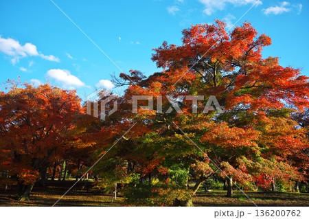 秋の京都嵯峨野 平安郷 紅葉に染まった楓と上弦の月 秋の京都嵯峨野 平安郷 紅葉に染まった楓と上弦の月 136200762
