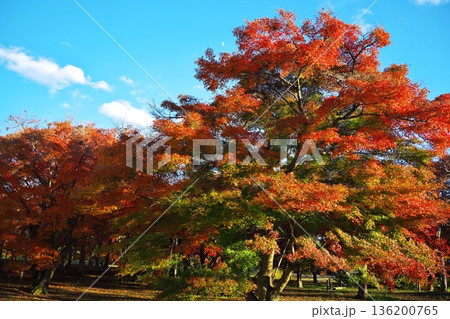 秋の京都嵯峨野　平安郷　紅葉に染まった楓と上弦の月 136200765