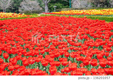 Close View of Red Tulip Flower Field in Spring at Ulsan Grand Park, Korea 136201057