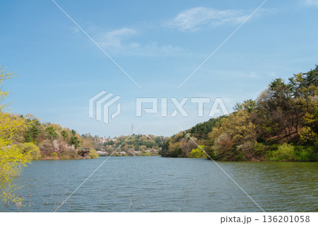 Calm Spring Lake Surrounded by Tree-Covered Hills at Seonam Lake Park, Ulsan, Korea 136201058