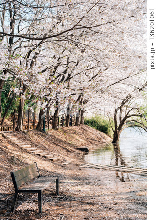 Cherry Blossom Forest with a Walkway at Seonam Lake Park, Ulsan, Korea Cherry Blossom Forest with a Walkway at Seonam Lake Park, Ulsan, Korea 136201061