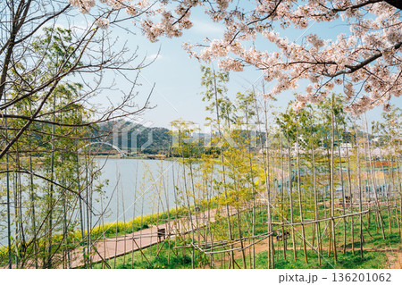Spring Landscape of Taehwagang National Garden with Cherry Blossoms in Ulsan, Korea Spring Landscape of Taehwagang National Garden with Cherry Blossoms in Ulsan, Korea 136201062