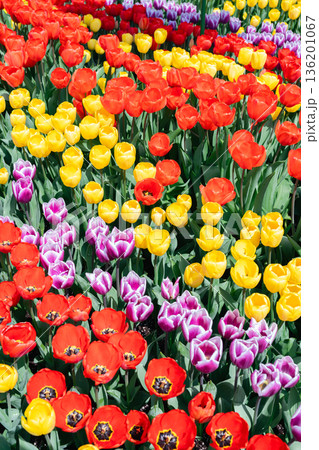Close View of Colorful Tulip Flower Field in Spring at Ulsan Grand Park, Korea Close View of Colorful Tulip Flower Field in Spring at Ulsan Grand Park, Korea 136201067