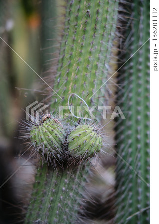 Prickly cacti in the park close-up 136201112