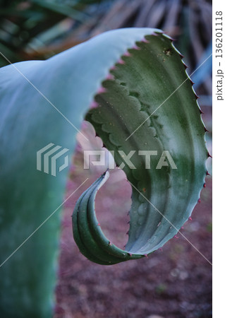 Prickly cacti in the park close-up 136201118