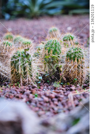 Prickly cacti in the park close-up 136201119