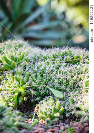 Prickly cacti in the park close-up Prickly cacti in the park close-up 136201123