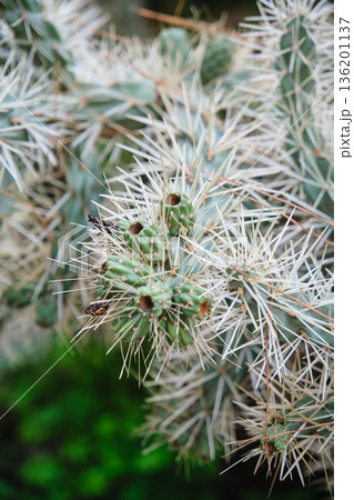 Prickly cacti in the park close-up Prickly cacti in the park close-up 136201137