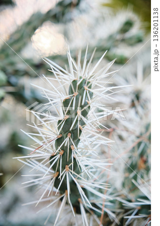 Prickly cacti in the park close-up Prickly cacti in the park close-up 136201138