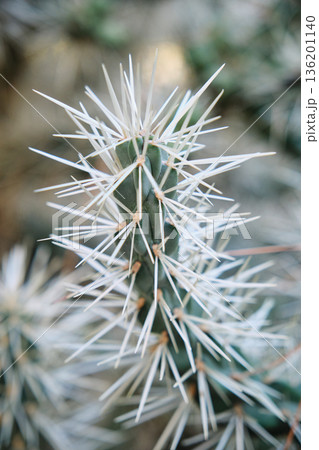 Prickly cacti in the park close-up Prickly cacti in the park close-up 136201140