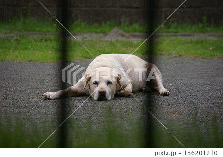 番犬 ラブラドールレトリバー 136201210