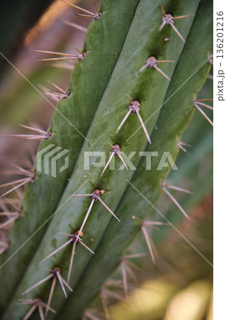 Prickly cacti in the park close-up Prickly cacti in the park close-up 136201216