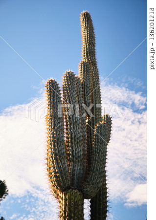Prickly cacti in the park close-up Prickly cacti in the park close-up 136201218