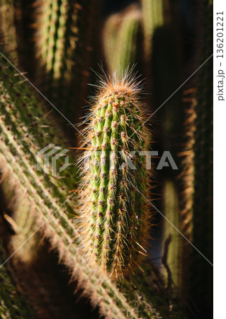 Prickly cacti in the park close-up 136201221