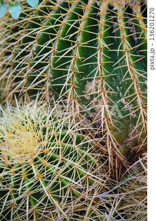 Prickly cacti in the park close-up Prickly cacti in the park close-up 136201270