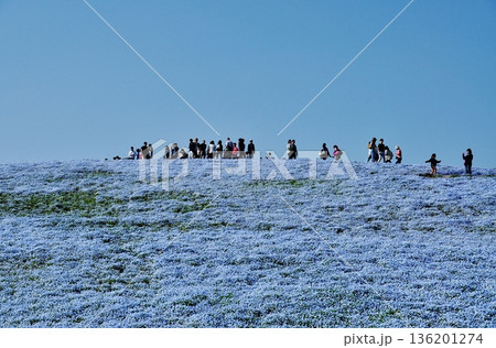 満開のネモフィラが広がる国営ひたち海浜公園の丘 満開のネモフィラが広がる国営ひたち海浜公園の丘 136201274