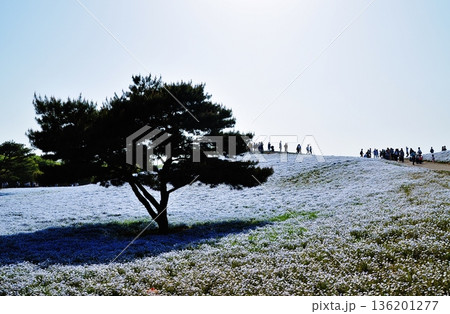 国営ひたち海浜公園のネモフィラ畑と木のシルエット 国営ひたち海浜公園のネモフィラ畑と木のシルエット 136201277