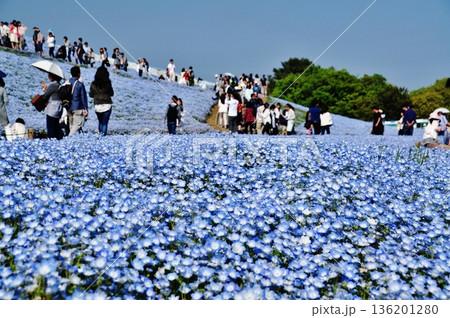 満開のネモフィラが広がる国営ひたち海浜公園の丘 136201280