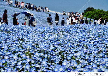 満開のネモフィラが広がる国営ひたち海浜公園の丘 136201282