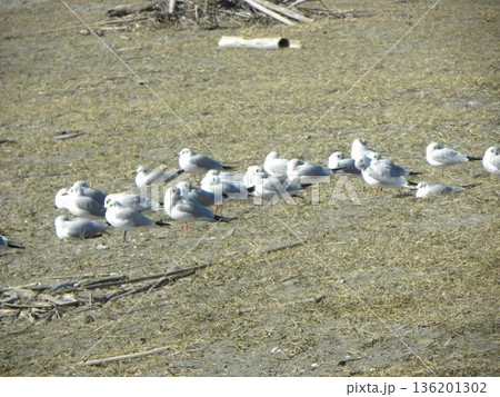 冬の渡り鳥ユリカモメ 136201302
