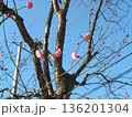 こじま公園紅梅の桃色の花 136201304