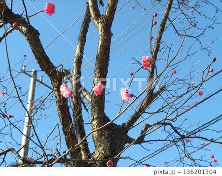 こじま公園紅梅の桃色の花 こじま公園紅梅の桃色の花 136201304