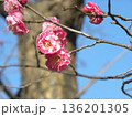 こじま公園紅梅の桃色の花 136201305