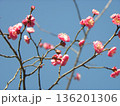 こじま公園紅梅の桃色の花 136201306