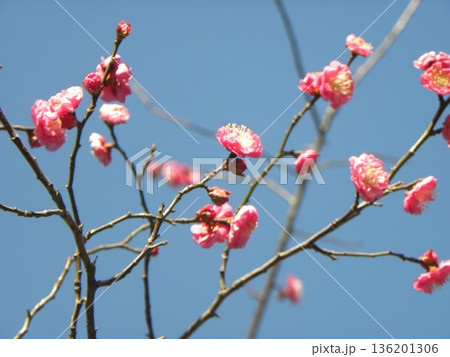 こじま公園紅梅の桃色の花 こじま公園紅梅の桃色の花 136201306