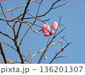 こじま公園紅梅の桃色の花 136201307