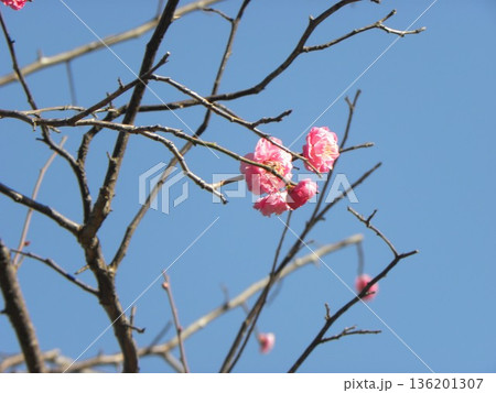 こじま公園紅梅の桃色の花 こじま公園紅梅の桃色の花 136201307