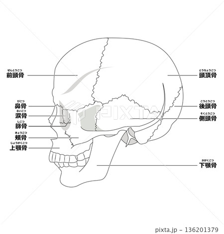 頭蓋骨（側面） 136201379