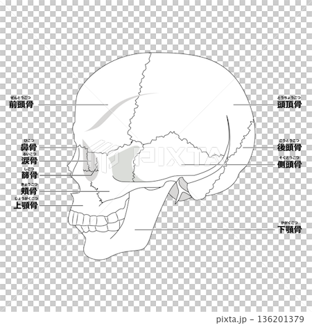 頭蓋骨（側面） 136201379