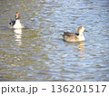 稲毛海浜公園に来た冬の渡り鳥オナガガモ 136201517